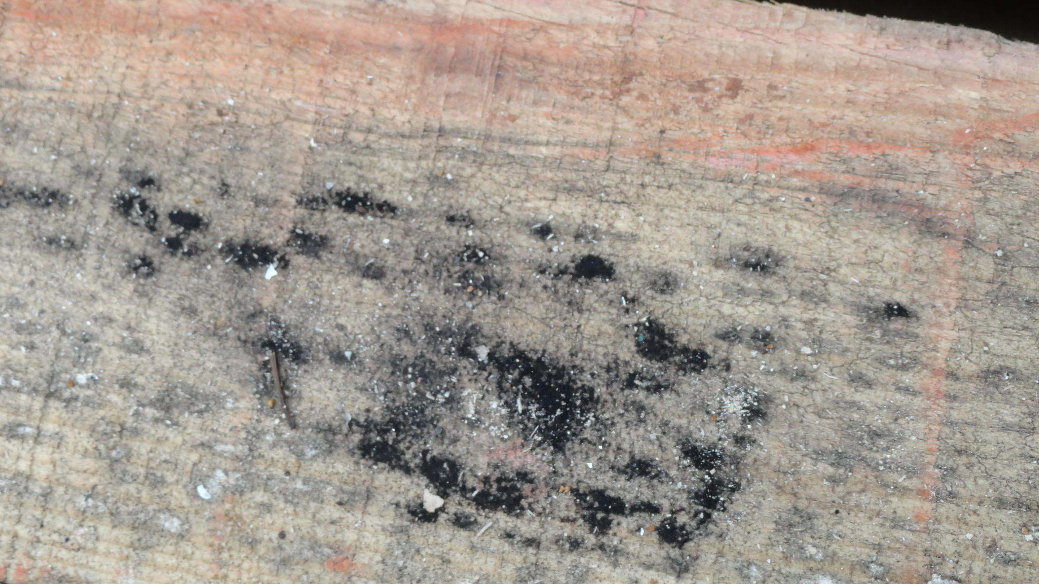 Identification: - black spots on wood board | UBC Botanical Garden Forums