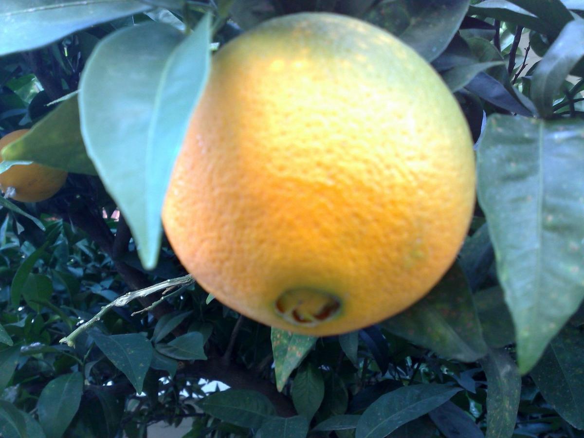 Citrus fruit: is it a Washington Navel orange? | UBC Botanical Garden Forums