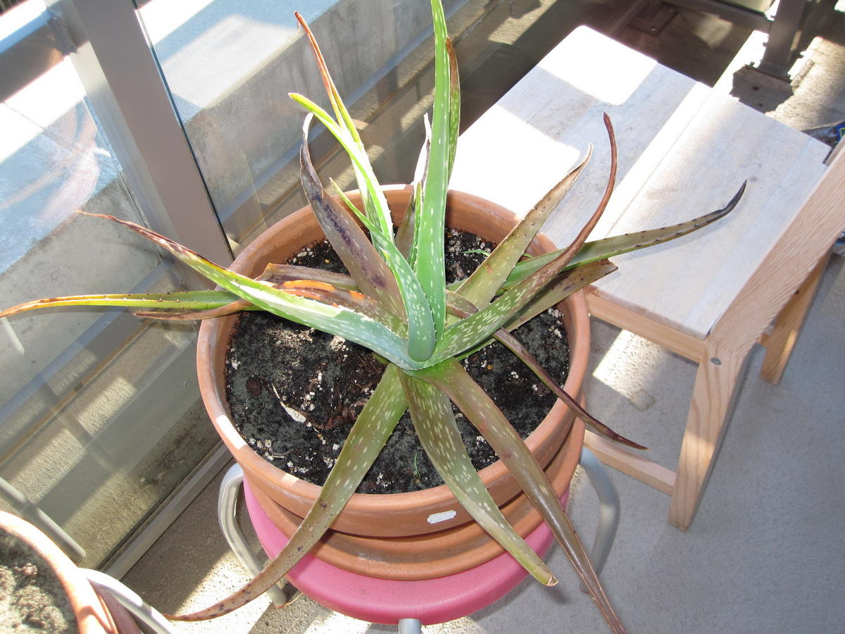 Help,Aloe plant dying because of overwatering,fungus,or too much sun? | UBC  Botanical Garden Forums