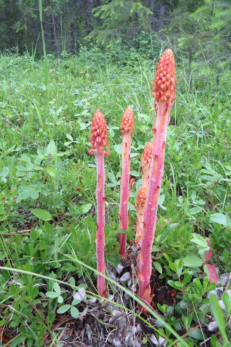 Identification: - Asparagus looking plant? What is it? | UBC Botanical  Garden Forums