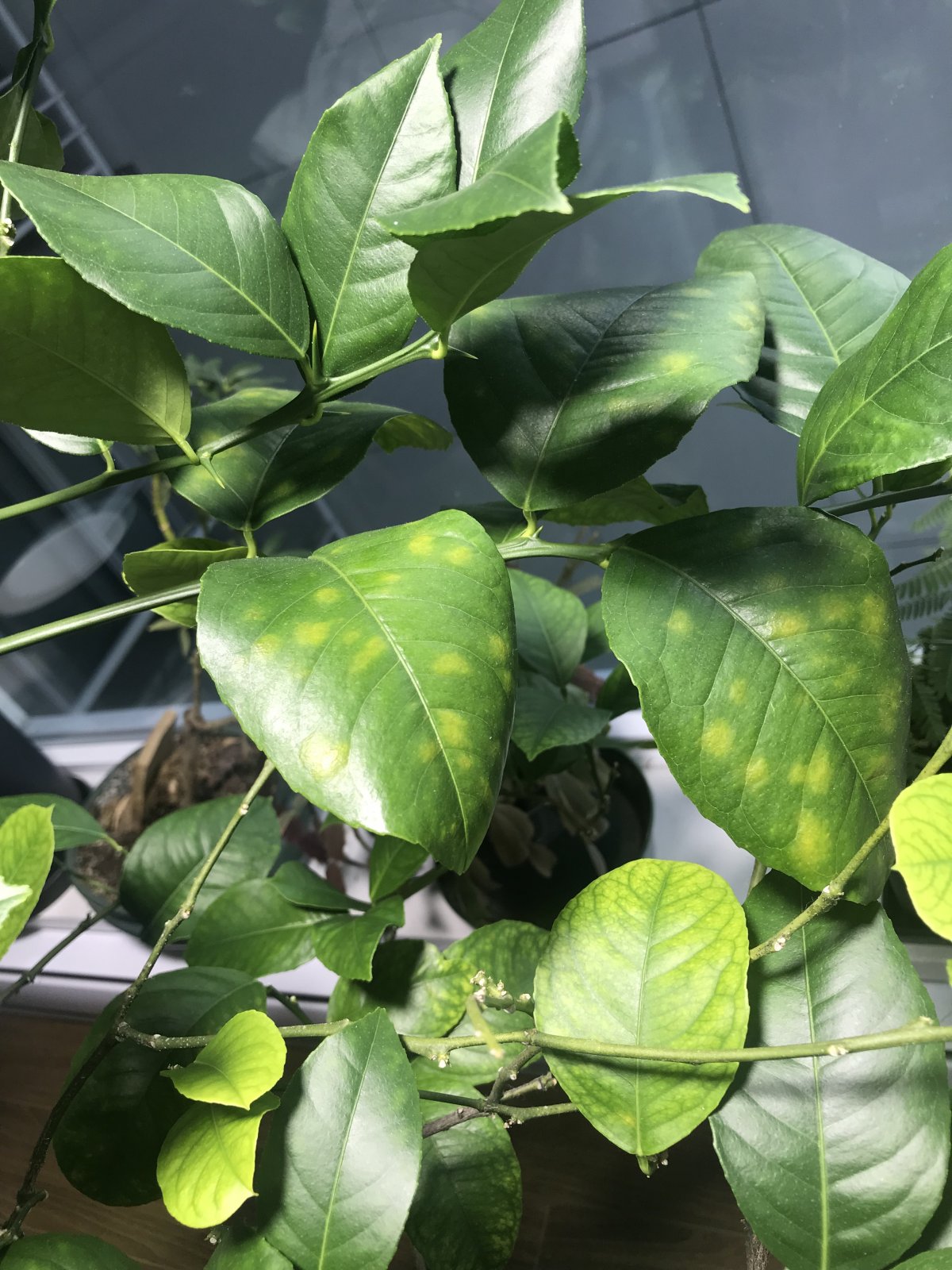 TWO Different Issues Causing Yellowing Leaves on Meyer Lemon Tree? | UBC  Botanical Garden Forums
