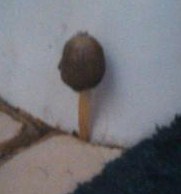https://forums.botanicalgarden.ubc.ca/attachments/mushroom-jpg.83743/