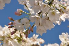 20160325 GarryPoint Akebono Willard_0073.jpg