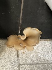 Identification: - Mushroom in bathroom - please help identify