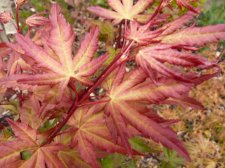 Acer palmatum 'Red Wine' | UBC Botanical Garden Forums