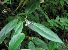 Actinidia glaucophylla F.Chun  IMG_8309华南猕猴桃.jpg
