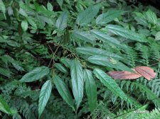 Alangium chinense subsp. pauciflorum Fang  IMG_8205小花八角枫.jpg