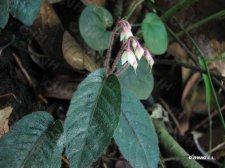 Ardisia primulaefolia Gardn.et Champ. IMG_9821莲座紫金牛.jpg