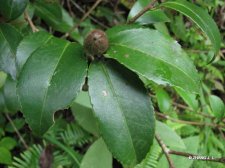 Camellia sp. IMG_8604山茶属.jpg