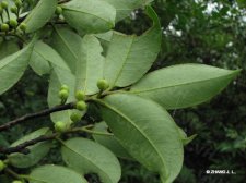 Cleyera pachyphylla Chun et H.T.Chang  IMG_7471厚叶红淡比.jpg