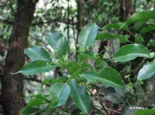 Dendropanax dentigerIMG_9246树参.jpg