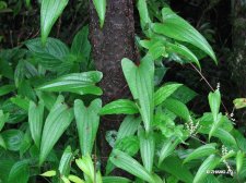 Dioscorea japonica Thunb.IMG_7113日本薯蓣.jpg