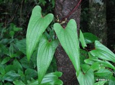 Dioscorea japonica Thunb.IMG_7118日本薯蓣.jpg