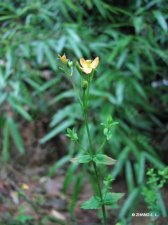 Hypericum japonicum Thunb.IMG_7422地耳草.jpg