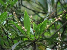 Elaeocarpus assimilis Chun IMG_7972冬桃－褐毛杜英.jpg