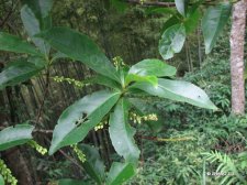 Elaeocarpus sylvestris (Lour.)Poir. IMG_8248山杜英.jpg