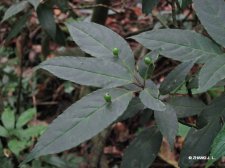 Helwingia japonica (Thunb.)Dietr. IMG_9084青荚叶.jpg