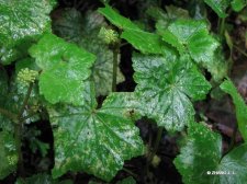 Hydrocotyle nepalensis Hook.IMG_7337红马蹄草.jpg