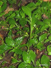 Lysimachia foenum-graecum HanceIMG_7235灵香草.jpg
