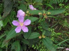 Melastoma polyanthum Bl. IMG_7830多花野牡丹.jpg