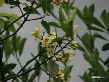 Microtropis pyramidalis C.Y.Cheng et T.C.Kao  IMG_7965塔蕾假卫矛.jpg