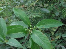 Nyssa sinensis Oilv. IMG_8913蓝果树.jpg