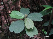 Oreocnide obovata (C.H.Wright)Merr. IMG_9766尖凹倒卵叶紫&#40.jpg