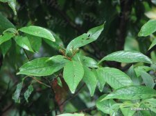 Photinia glabra (Thunb.)Maxim.  IMG_7533光叶石楠.jpg