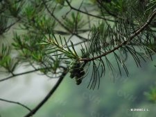 Pinus kwangtungensis Chun  IMG_9220华南五针松.jpg