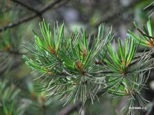 Pinus kwangtungensis Chun  IMG_9221华南五针松.jpg
