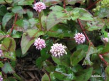 Polygonum capitatum Buch.-Ham.ex D.Don  IMG_7435头花蓼.jpg