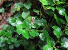 Pratia begoniifolia (Wall.)Lindl.IMG_7354铜锤玉带草.jpg