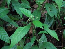 Psychotria rubra (Lour.)Poir. IMG_9840九节.jpg