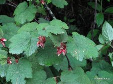 Rubus alceaefolius Poir.IMG_7131粗叶悬钩子.jpg