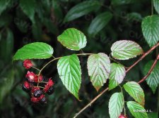 Rubus pirifolius Smith IMG_7548梨叶悬钩子.jpg