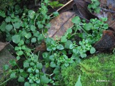 Stellaria media (Linn.)Cyr. IMG_8137繁缕.jpg