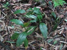 Tupistra wattii (Clarke)Hook.f. IMG_9473弯蕊开口箭.jpg