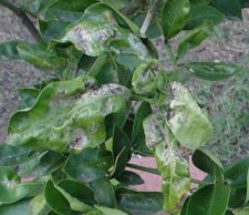 Curling Leaves Disease Orange Tree Ubc Botanical Garden Forums